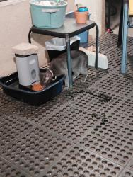 Found/Stray Unknown Cat last seen Hidden Valley Park, Hanford, CA 93230