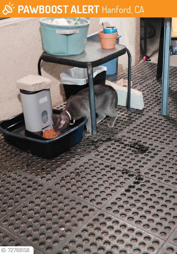Found/Stray Unknown Cat last seen Hidden Valley Park, Hanford, CA 93230