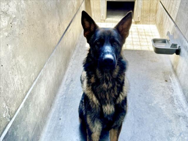 Shelter Stray Male Dog last seen , 11361 W Pico Blvd, Los Angeles, CA 90064, USA