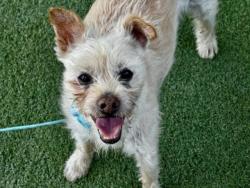 Shelter Stray Male Dog last seen , 11361 W Pico Blvd, Los Angeles, CA 90064, USA