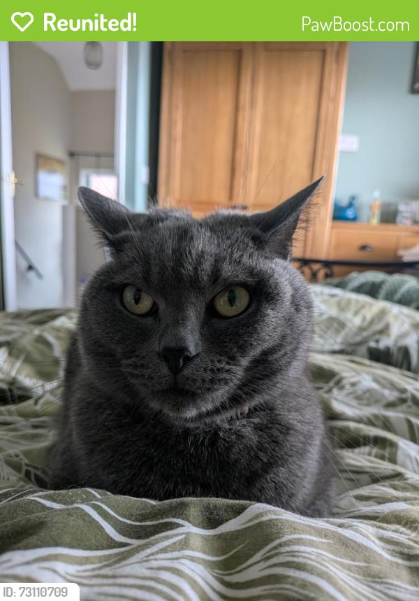 Reunited Male Cat last seen Whiteside Avenue, Blackbrook, St Helens, St Helens, England WA11 9RQ