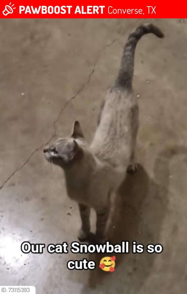 Lost Female Cat last seen Cielo Ranch, Converse, TX 78109