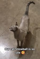 Lost Female Cat last seen Cielo Ranch, Converse, TX 78109