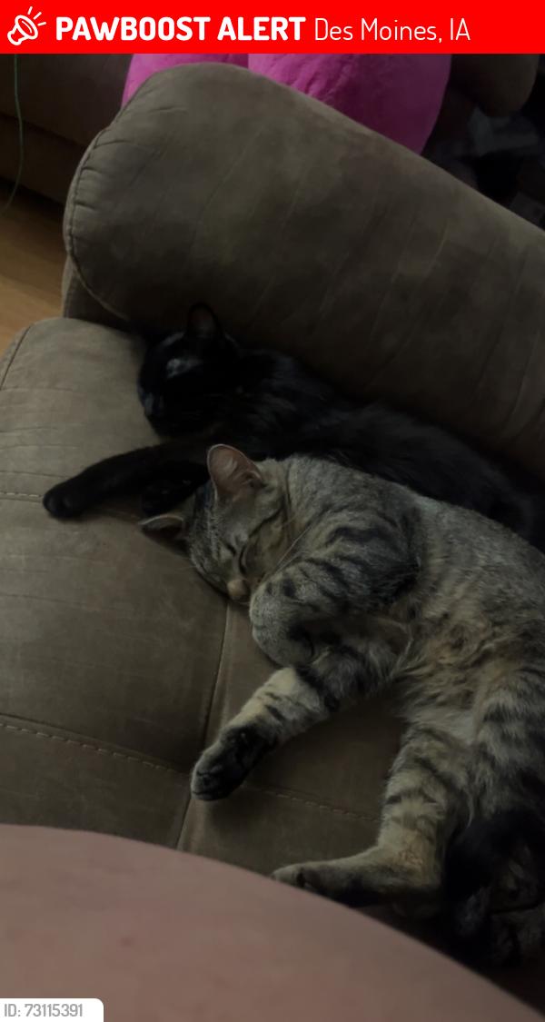 Lost Male Cat last seen E 42nd street, Des Moines, IA 50317