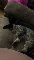 Lost Male Cat last seen E 42nd street, Des Moines, IA 50317