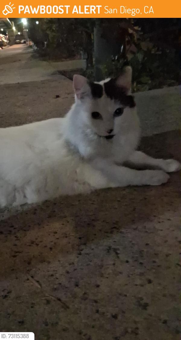 Found/Stray Unknown Cat last seen Mission Center Court & Caminito de Pizza, San Diego, CA 92108