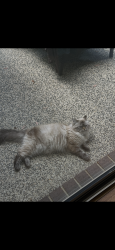 Reunited Female Cat last seen Riordan Crescent, Mernda, VIC 3754