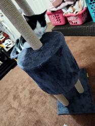 Lost Male Cat last seen East rose @ maple, Midwest City, OK 73110