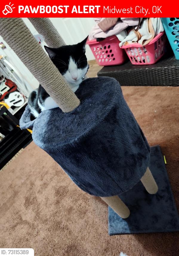 Lost Male Cat last seen East rose @ maple, Midwest City, OK 73110