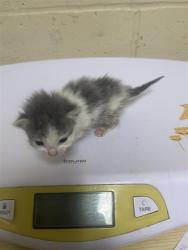 Shelter Stray Female Cat last seen ELEANOR AVE & RIO LINDA BLVD, 2127 Front St, Sacramento, CA 95818, USA