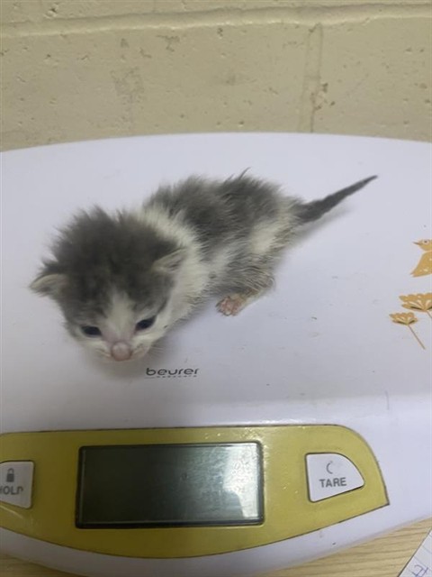 Shelter Stray Female Cat last seen ELEANOR AVE & RIO LINDA BLVD, 2127 Front St, Sacramento, CA 95818, USA