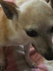 Found/Stray Male Dog last seen Fitness 20/20, McDonough, GA 30253