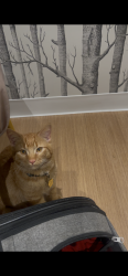 Lost Male Cat last seen Gas station, Calgary, AB T2W 0H4