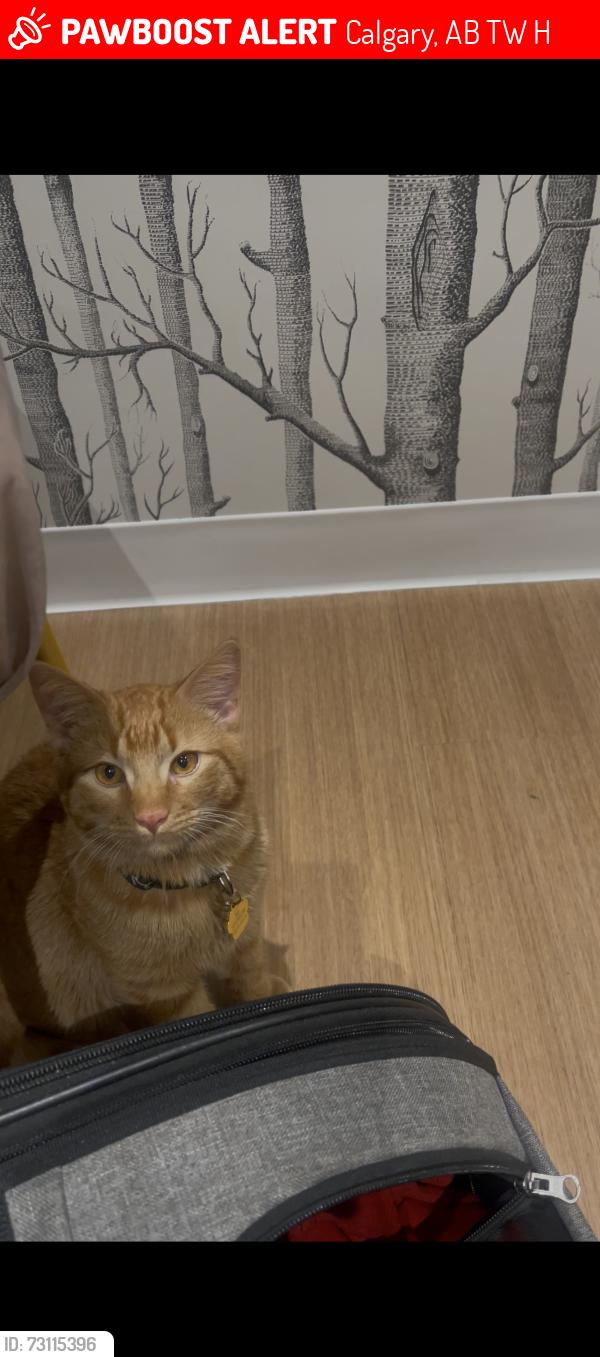 Lost Male Cat last seen Gas station, Calgary, AB T2W 0H4