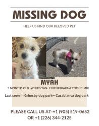 Reunited Female Dog last seen Dog park, Grimsby, ON 