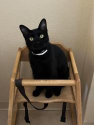 Lost Male Cat last seen Near Westmoore High School, around SW 126th Street and Western, Oklahoma City, OK 73170, Oklahoma City, OK 73170