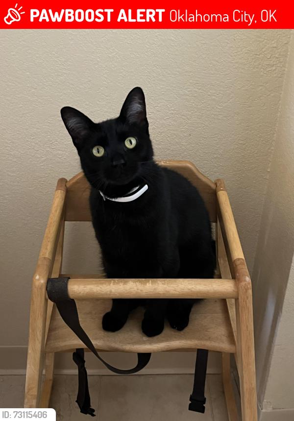 Lost Male Cat last seen Near Westmoore High School, around SW 126th Street and Western, Oklahoma City, OK 73170, Oklahoma City, OK 73170