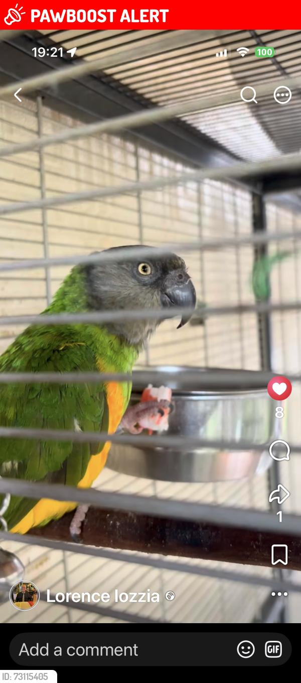 Lost Female Bird last seen Swinton Station Road, Swinton, England M27 6BT