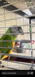 Lost Female Bird last seen Swinton Station Road, Swinton, England M27 6BT
