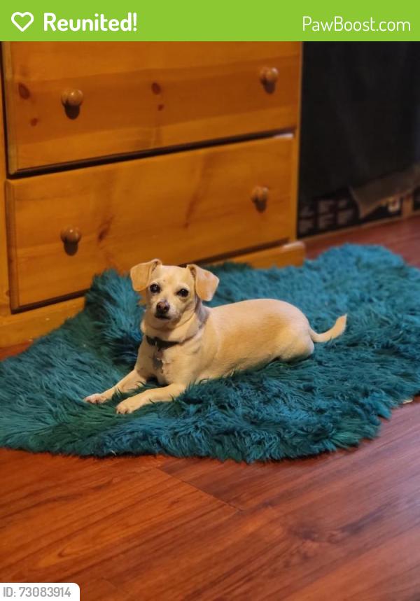 Reunited Female Dog last seen South Los Angeles, Los Angeles, CA, USA, Los Angeles, CA 90044