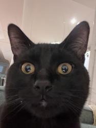 Reunited Male Cat last seen Weston rd, Toronto, ON M6M 4R2