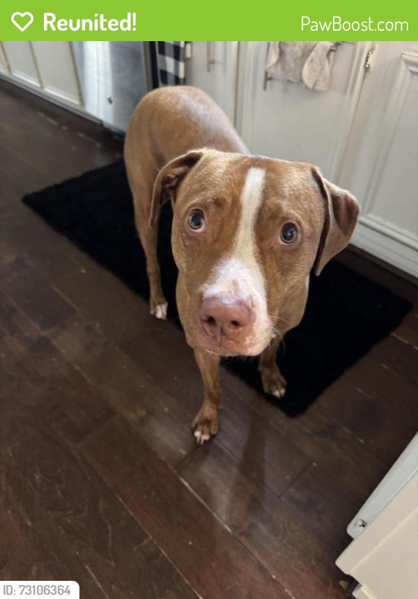 Reunited Male Dog last seen Addicks Satuma and Hwy 6, Houston, TX 77095