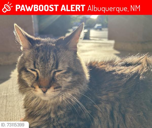Lost Male Cat last seen Central New Mexico Community college, Albuquerque, NM 87114