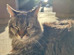 Lost Male Cat last seen Central New Mexico Community college, Albuquerque, NM 87114
