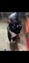 Lost Male Cat last seen 79th and Pecos, Denver, CO 80221