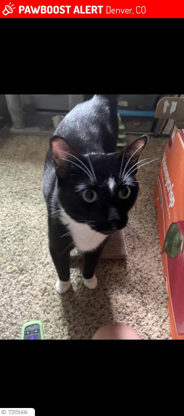 Lost Male Cat last seen 79th and Pecos, Denver, CO 80221