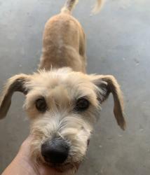 Reunited Female Dog last seen Palmetto Ave and Arrow Ave, Fontana, CA 92335
