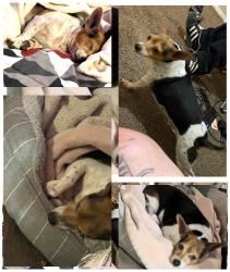 Reunited Male Dog last seen San Mateo & Kathryn area Albuquerque NM, Albuquerque, NM 87108