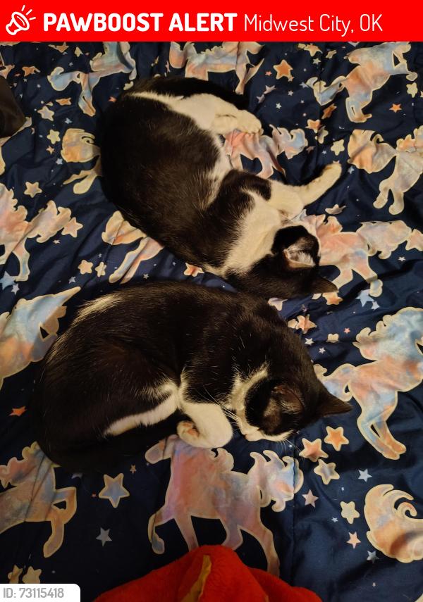 Lost Male Cat last seen East rose @ maple, Midwest City, OK 73110