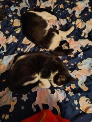Lost Male Cat last seen East rose @ maple, Midwest City, OK 73110