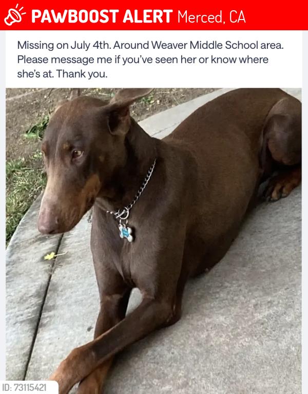 Lost Female Dog last seen weaver middle school, Merced, CA 95341