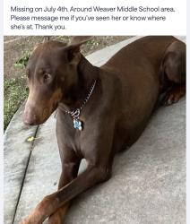 Lost Female Dog last seen weaver middle school, Merced, CA 95341