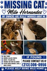Reunited Male Cat last seen Near E 40th Pl, Los Angeles, CA 90011, USA, Los Angeles, CA 90011
