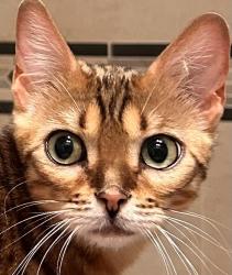 Reunited Female Cat last seen Spanish Bay Dr, Spring Valley, NV 89113, USA, Spring Valley, NV 89113