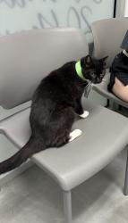 Found/Stray Unknown Cat last seen BUSHWICK NEAR MORGAN L: Walked into Syndicated kitchen at Bogart and Thames, Brooklyn, NY 11206