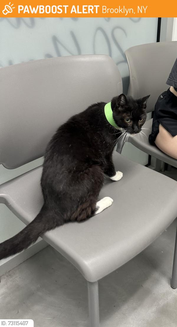 Found/Stray Unknown Cat last seen BUSHWICK NEAR MORGAN L: Walked into Syndicated kitchen at Bogart and Thames, Brooklyn, NY 11206