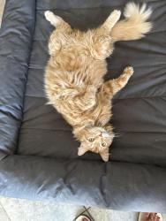 Lost Male Cat last seen Empire and Gary, San Tan Valley, AZ 85144