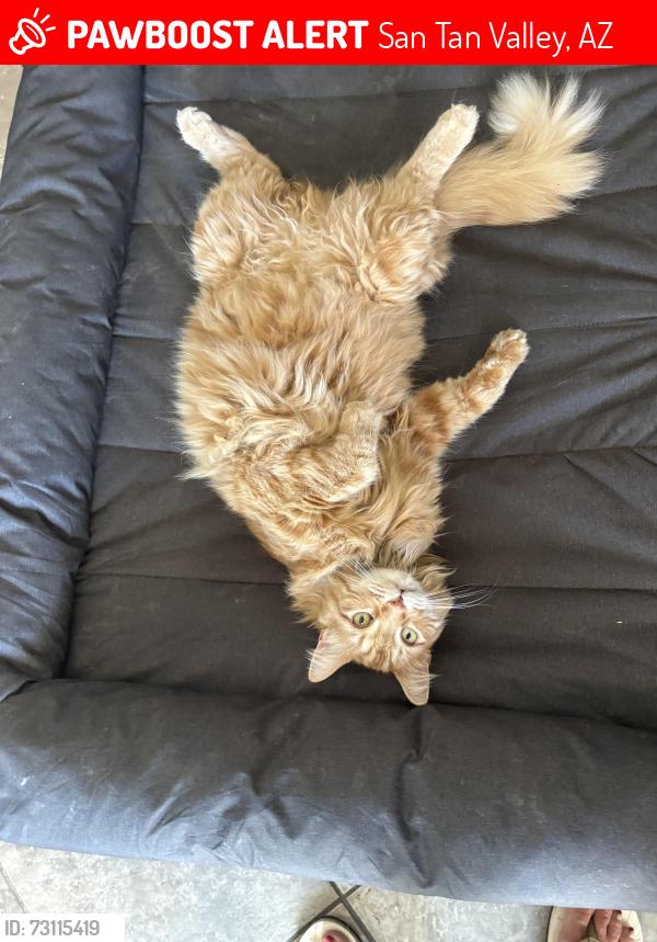 Lost Male Cat last seen Empire and Gary, San Tan Valley, AZ 85144