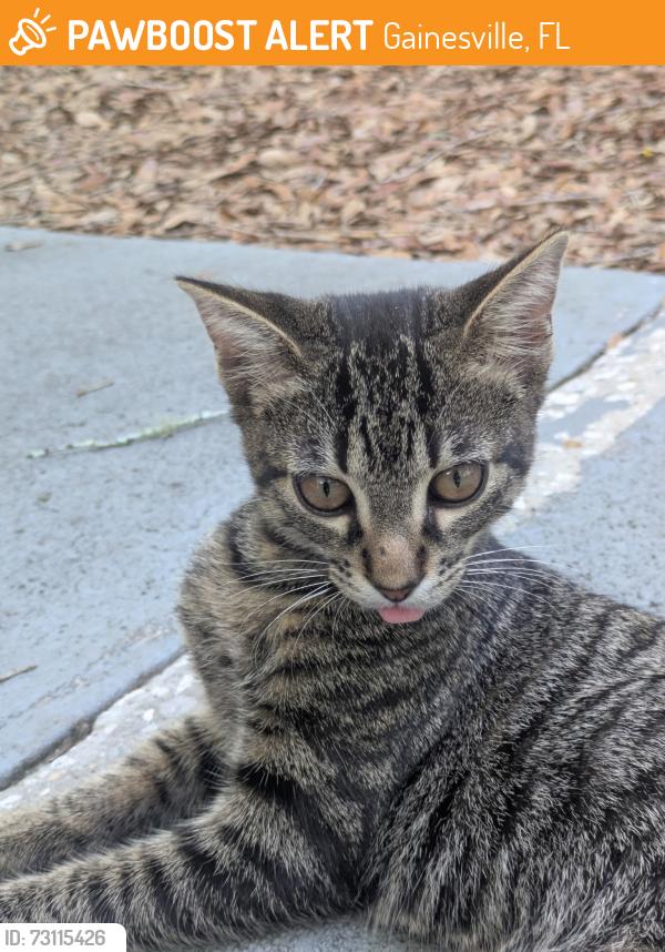 Found/Stray Male Cat last seen Silver Creek apmts across from the UF Health Rehabilitation hosp, Gainesville, FL 32608