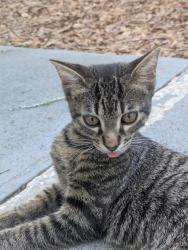 Found/Stray Male Cat last seen Silver Creek apmts across from the UF Health Rehabilitation hosp, Gainesville, FL 32608
