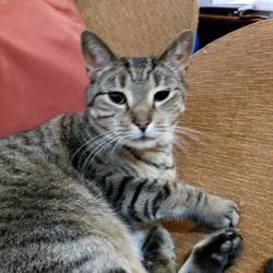 Reunited Male Cat last seen Sargent Ave, near Broadway, Alfredos Italian Restaurant, Somerville, MA 02145