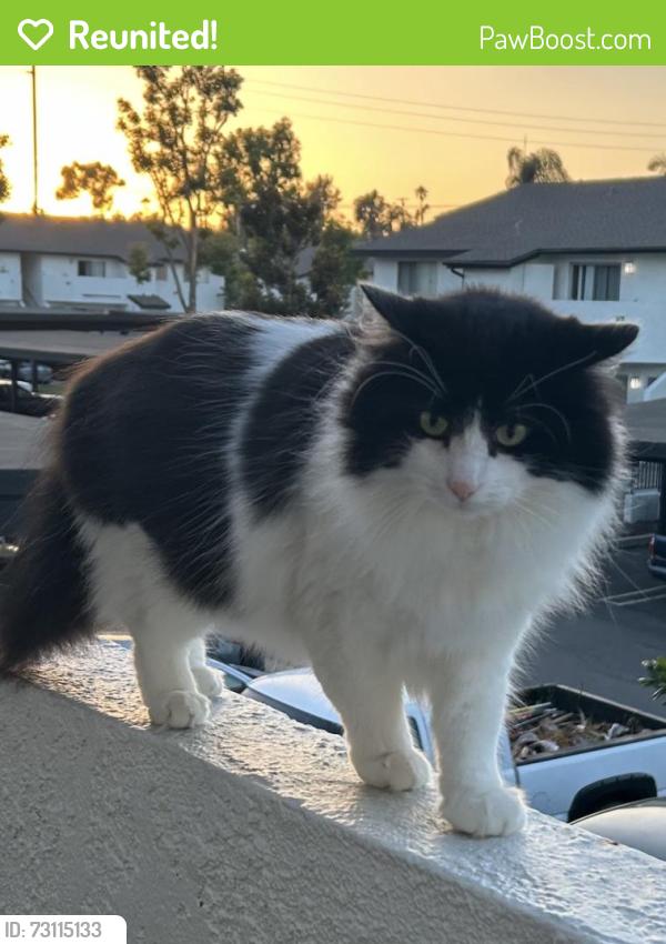 Reunited Male Cat last seen Near Emerald drive, Vista, CA 92083