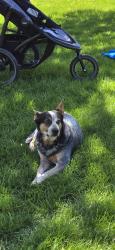 Reunited Female Dog last seen Hwy 19 and hwy 56 in Stanton mn, Stanton, MN 55018