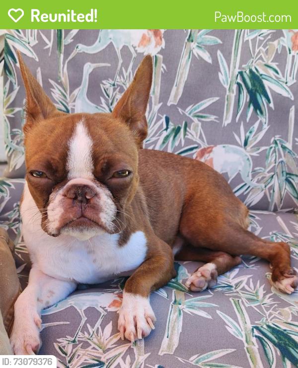Reunited Female Dog last seen Eichoff & Theresa Ct, Menifee, CA 92584