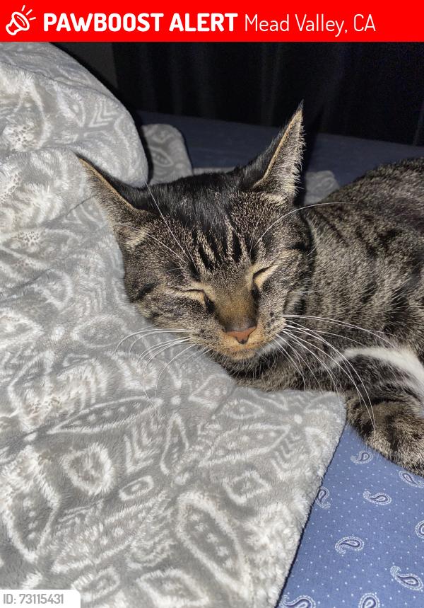 Lost Male Cat last seen Wood Road, Mead Valley, CA 92570