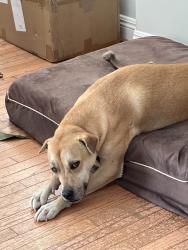 Reunited Male Dog last seen Mary Lane and Haas, Escondido, CA 92025